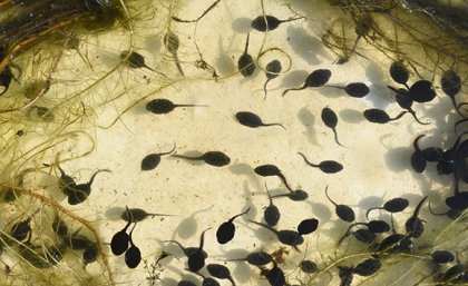 A photo of a murky body of water with black tadpoles in it.